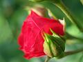 fleurs-066.jpg