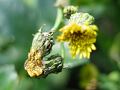 fleurs-067.jpg