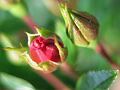 fleurs-069.jpg