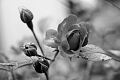 fleurs-075.jpg