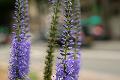 fleurs-101.jpg