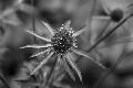 fleurs-103.jpg