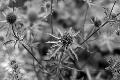 fleurs-104.jpg