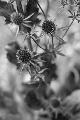 fleurs-105.jpg