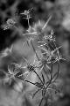 fleurs-106.jpg