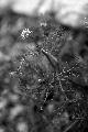 fleurs-107.jpg