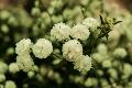 fleurs-108.jpg