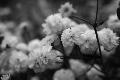 fleurs-109.jpg