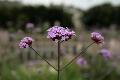 fleurs-110.jpg