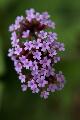 fleurs-112.jpg
