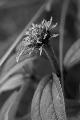 fleurs-113.jpg