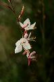 fleurs-114.jpg