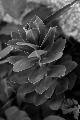 fleurs-115.jpg