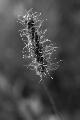 fleurs-116.jpg