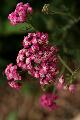 fleurs-119.jpg