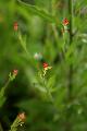 fleurs-120.jpg